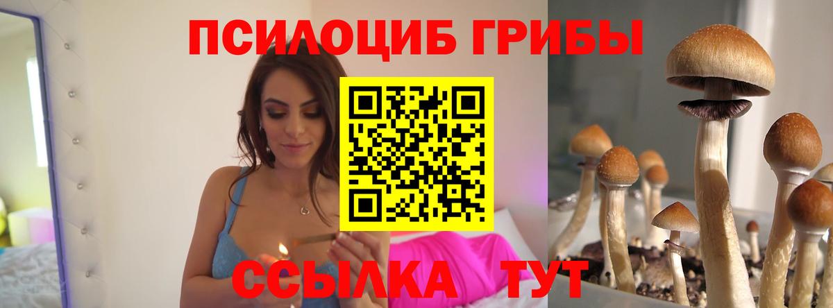 Псилоцибиновые грибы Psilocybine cubensis Долгопрудный